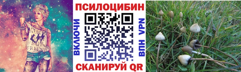 Галлюциногенные грибы Psilocybe  где продают наркотики  Новозыбков 